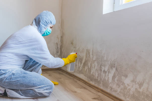 Black mold inspection in Charlestown