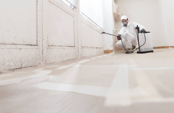 Black mold remediation team in Charlestown