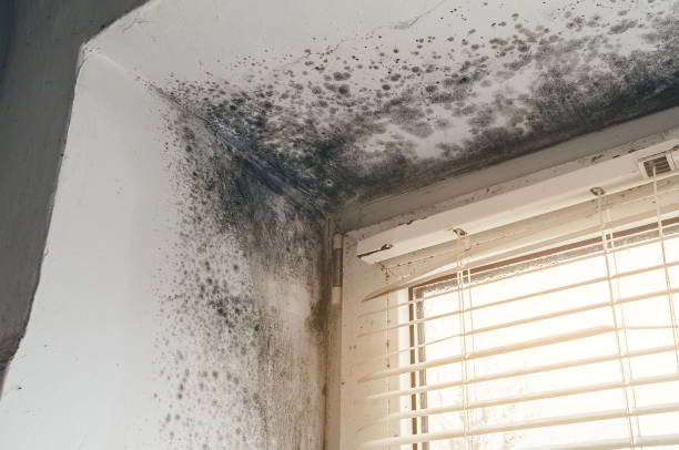 Mold Removal service in Charlestown